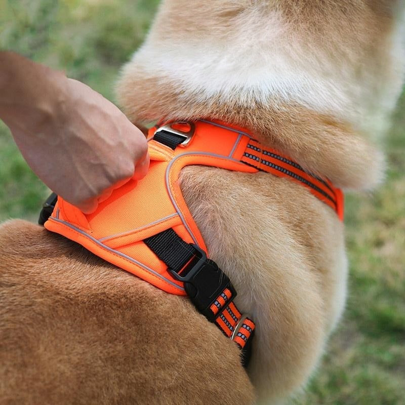 Barki Harness